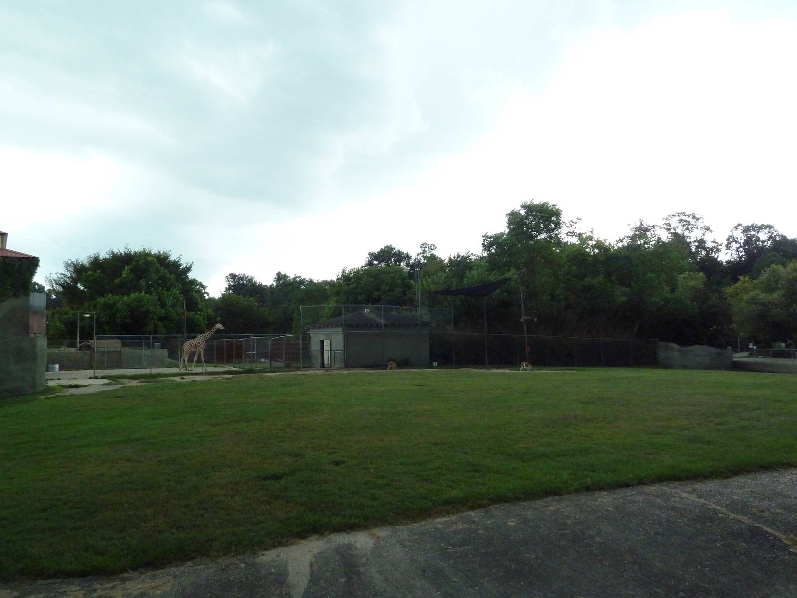 Baton Rouge Zoo - Reticulated Giraffe/Thomson's Gazelle Exhibit
