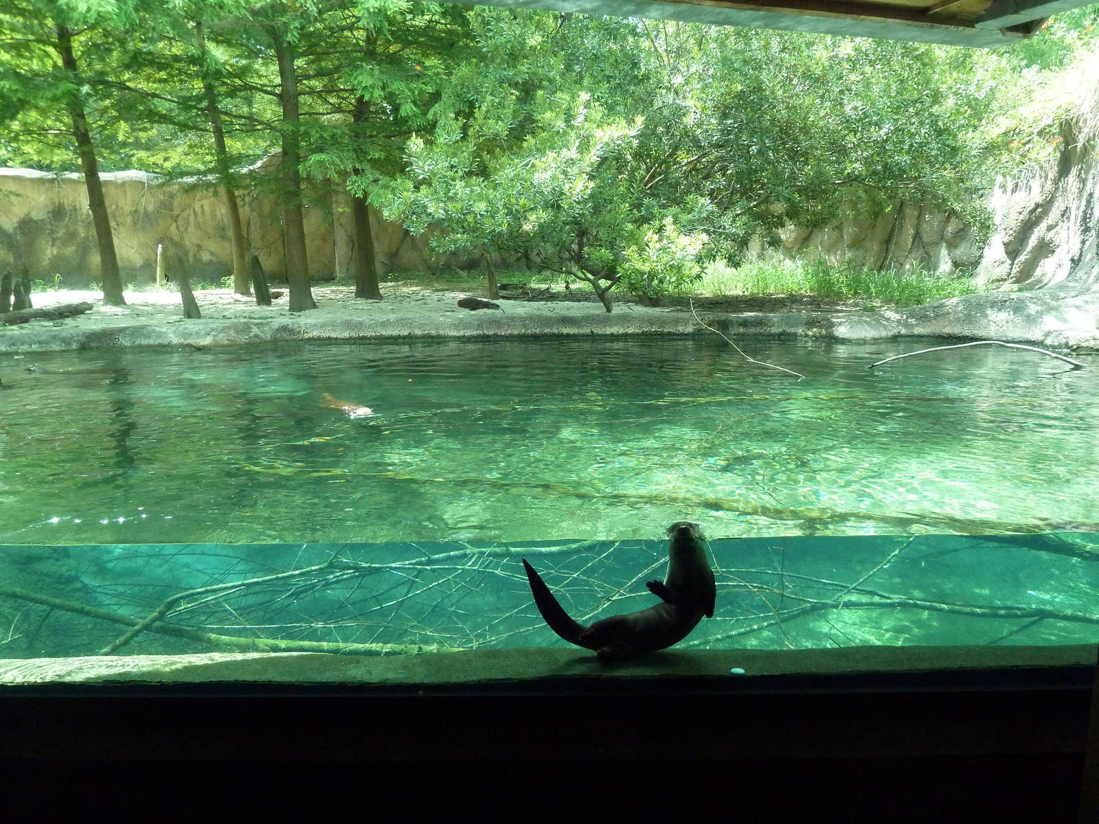 Baton Rouge Zoo - River Otter Exhibit