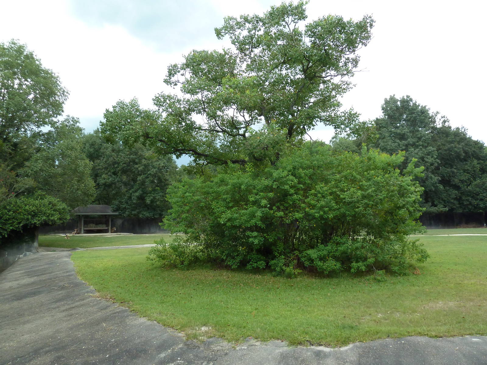 Baton Rouge Zoo - Roan Antelope/Nile Lechwe Exhibit