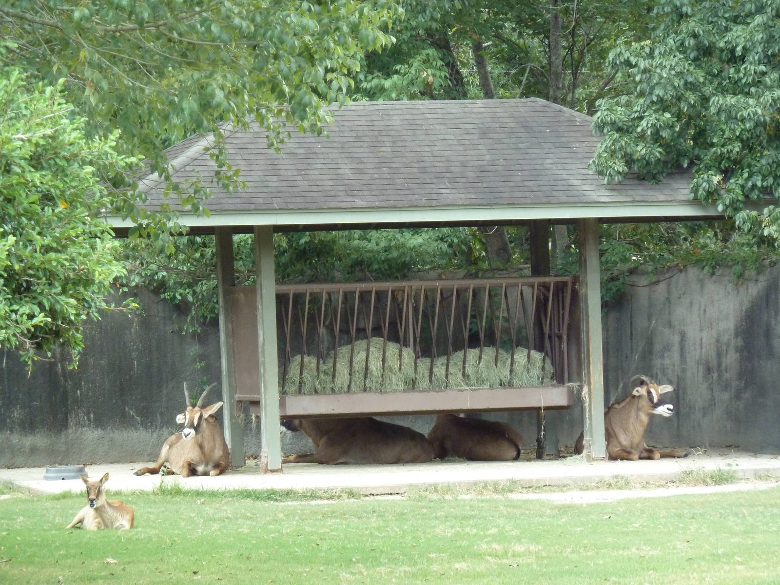 Baton Rouge Zoo - Roan Antelope/Nile Lechwe Exhibit