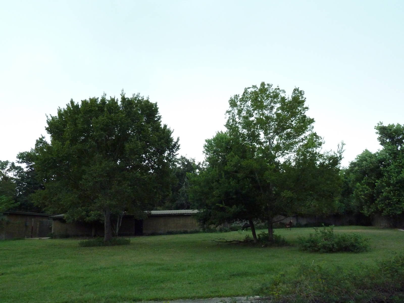 Baton Rouge Zoo - Sable Antelope Exhibit