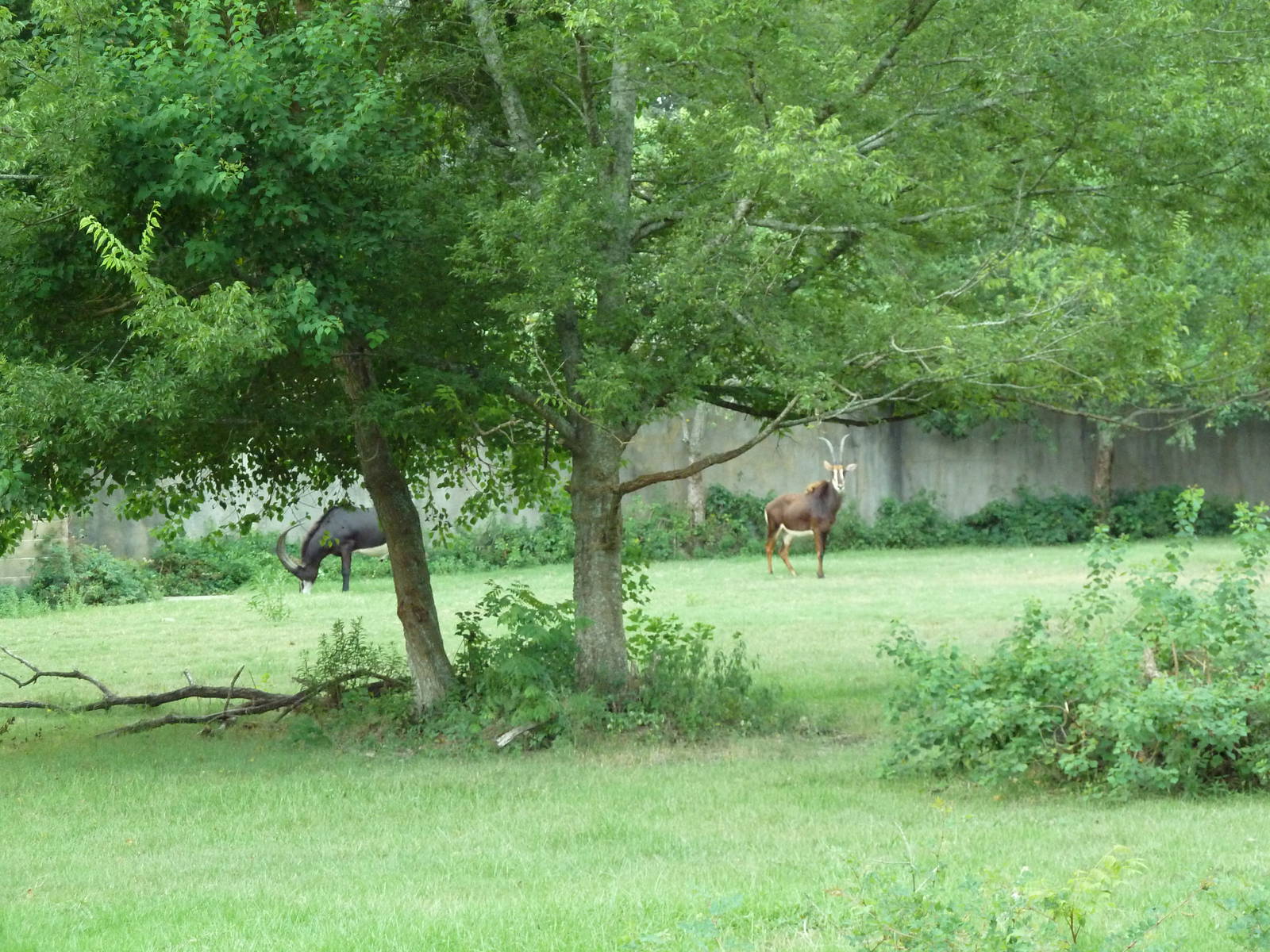 Baton Rouge Zoo - Sable Antelope Exhibit