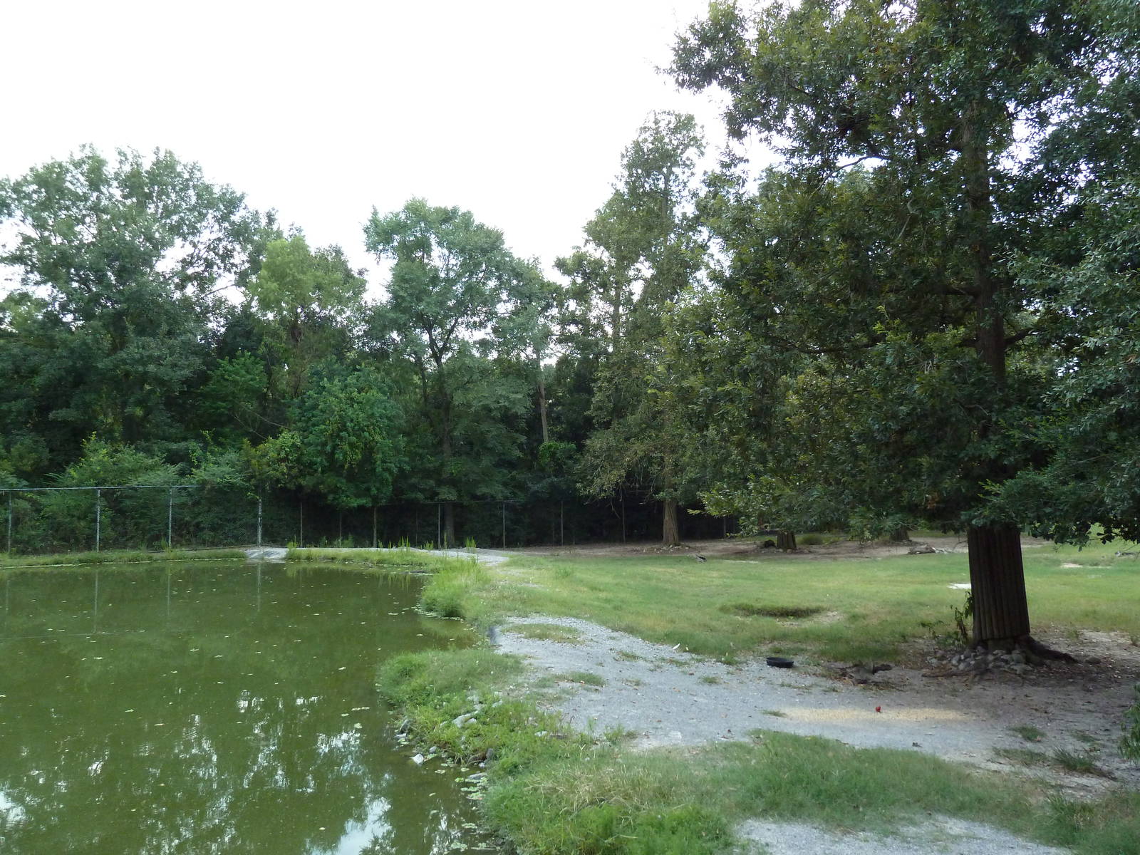 Baton Rouge Zoo - South American Exhibit (6 Species)