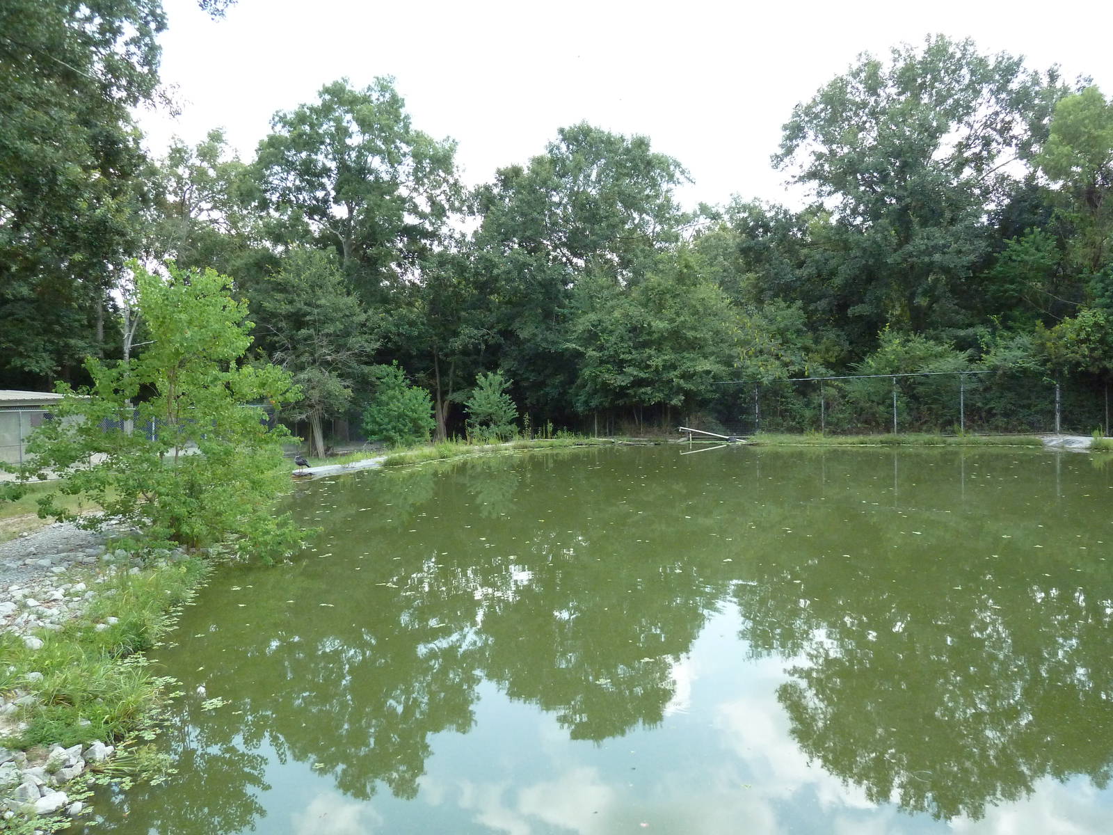 Baton Rouge Zoo - South American Exhibit (6 Species)