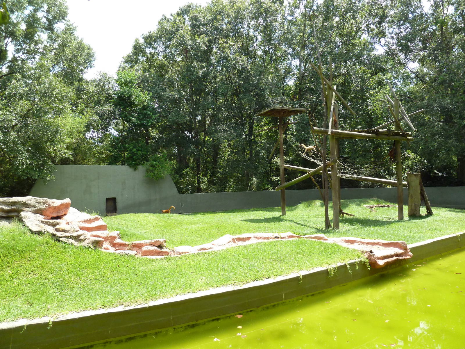 Baton Rouge Zoo - Spider Monkey Exhibit