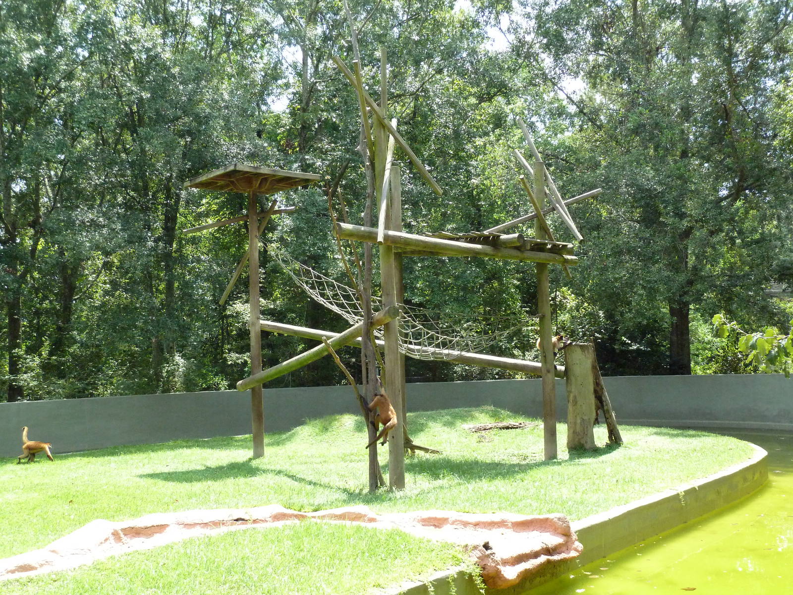 Baton Rouge Zoo - Spider Monkey Exhibit