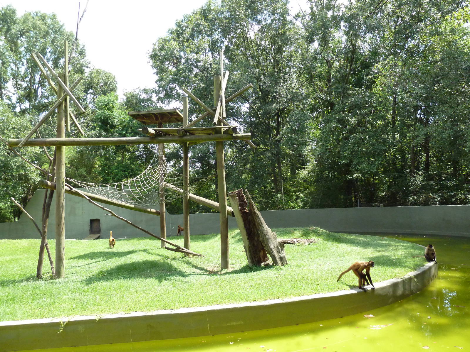 Baton Rouge Zoo - Spider Monkey Exhibit