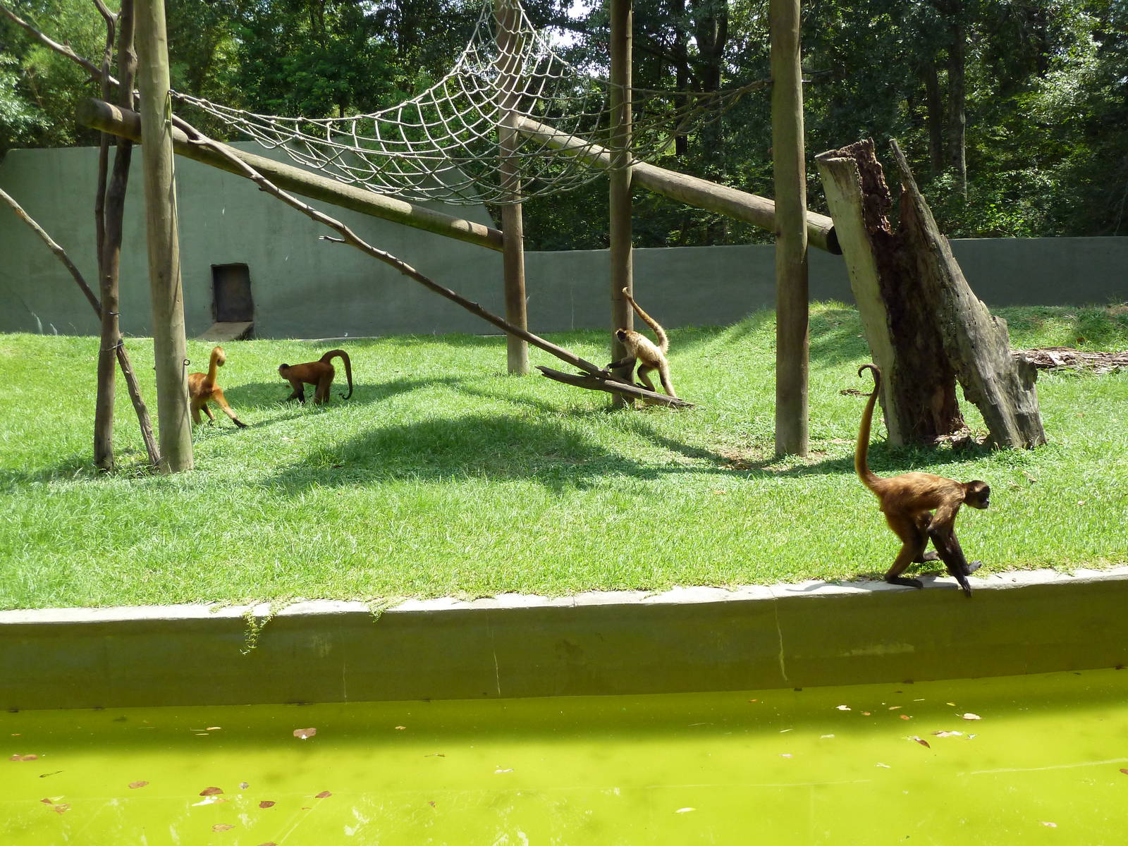 Baton Rouge Zoo - Spider Monkey Exhibit