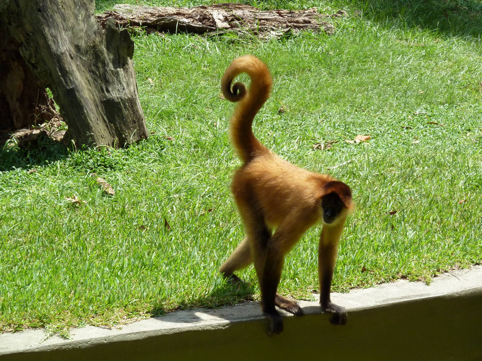 Baton Rouge Zoo - Spider Monkey