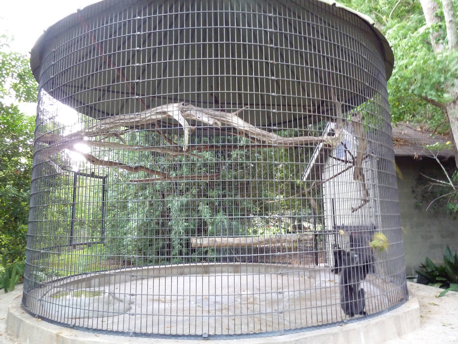 Baton Rouge Zoo - Spot-Nosed Guenon Corn Crib Cage