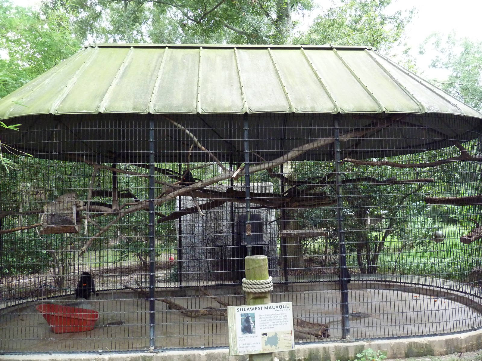 Baton Rouge Zoo - Sulawesi Macaque Cage