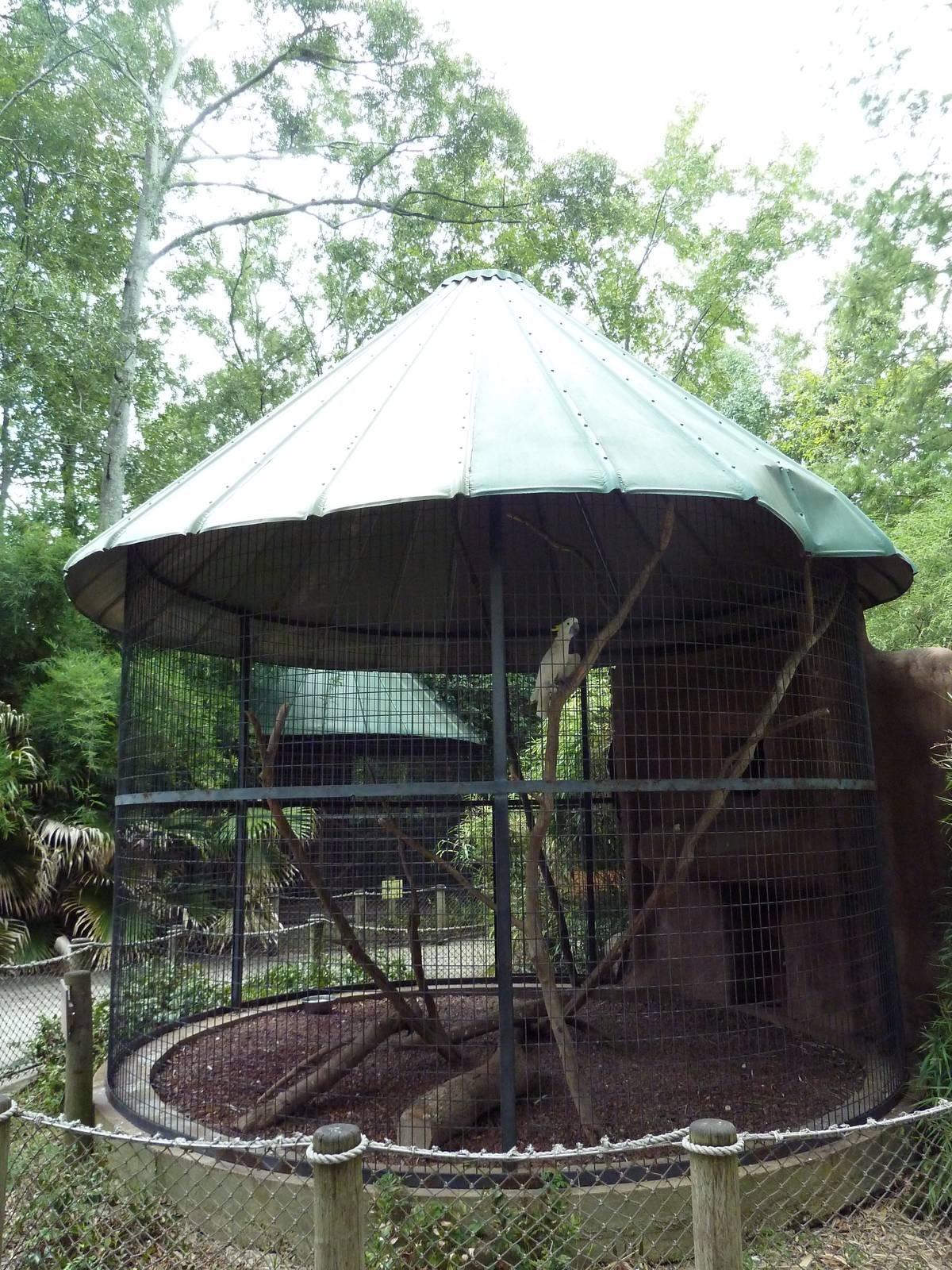 Baton Rouge Zoo - Sulfur-Crested Cockatoo Corn-Crib Cage