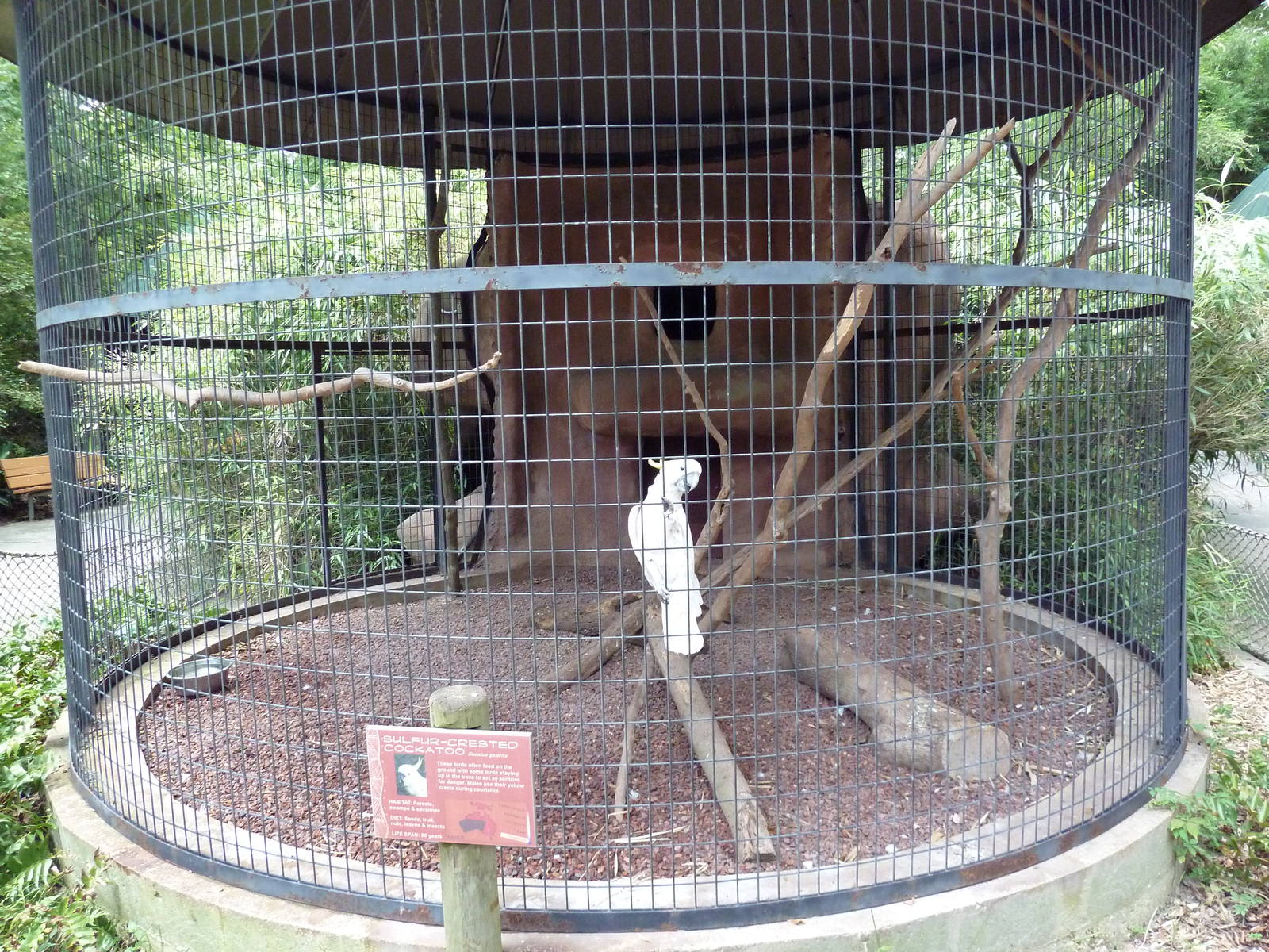 Baton Rouge Zoo - Sulfur-Crested Cockatoo Corn-Crib Cage