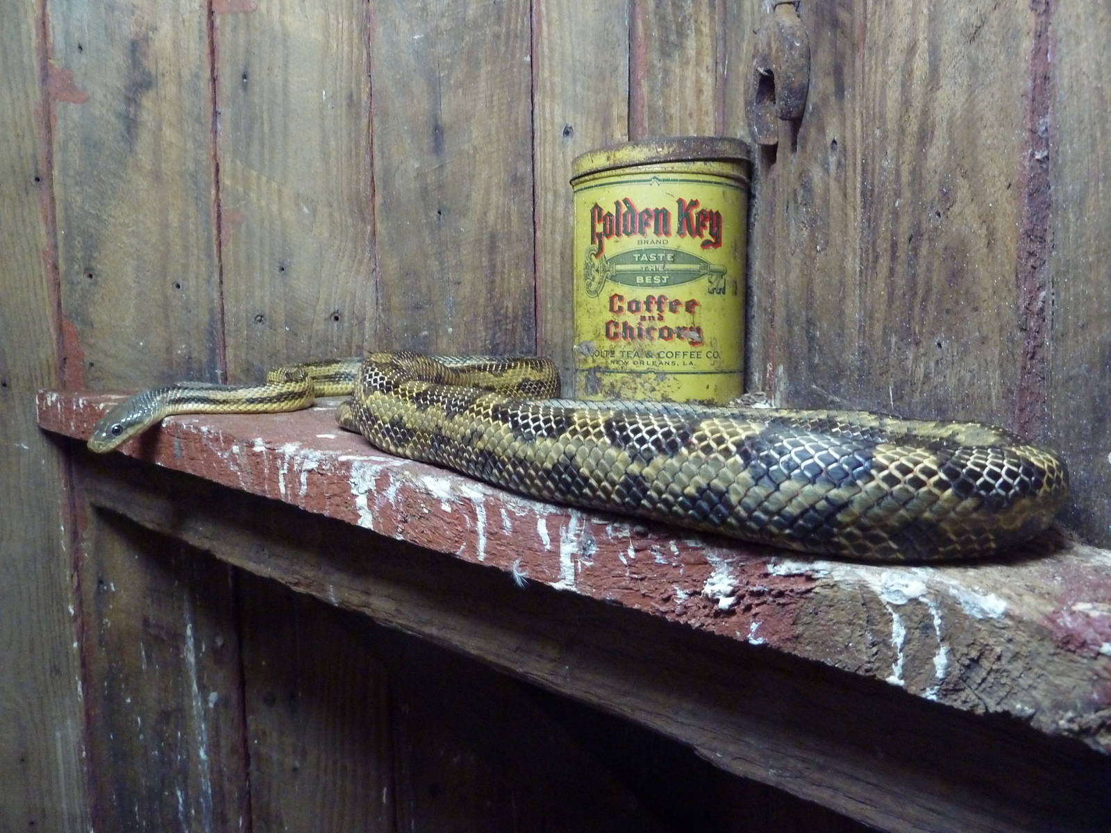 Baton Rouge Zoo - Texas Rat Snake