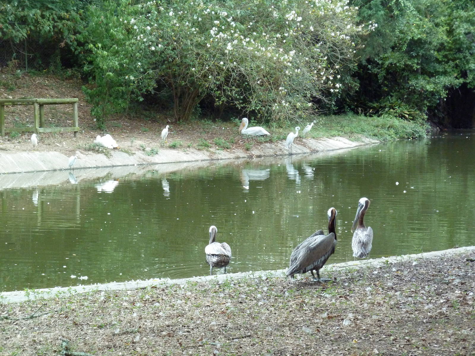 Baton Rouge Zoo - Waterfowl Pond (4 Species)