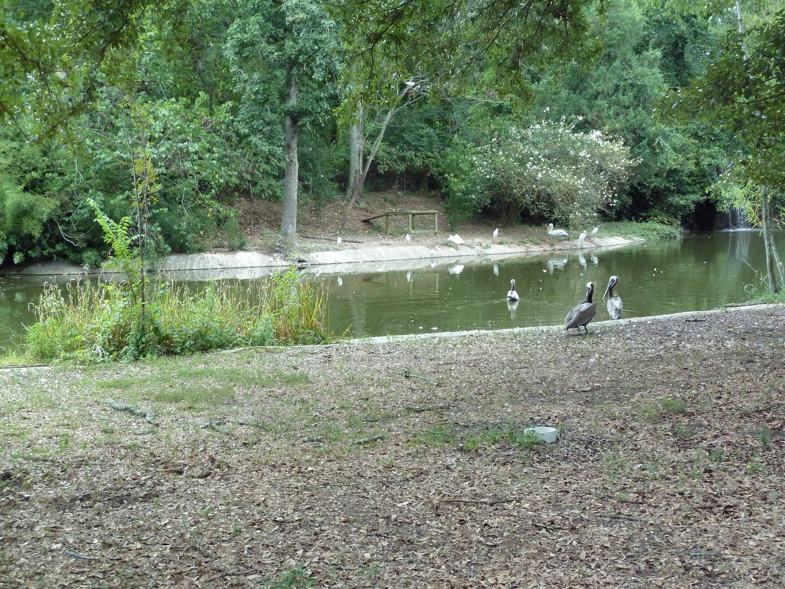 Baton Rouge Zoo - Waterfowl Pond (4 Species)