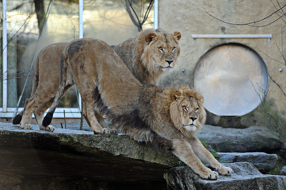 Batou and Bandele at Hellabrunn