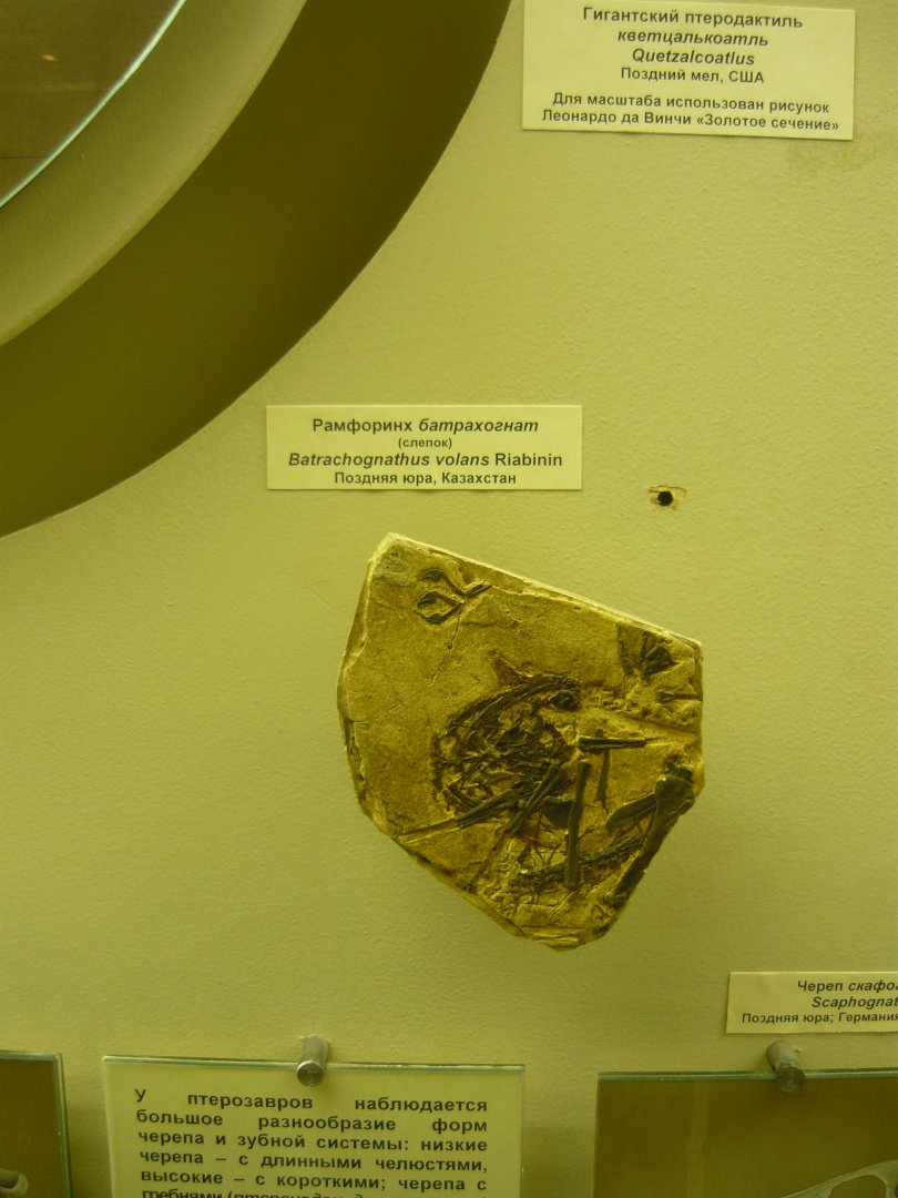 Batrachognathus volans (cast)