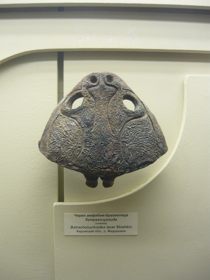 Batrachosuchoides lacer skull (cast)