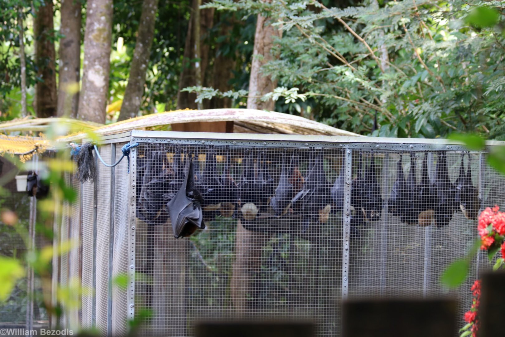 Batreach Through the Fence (closed)