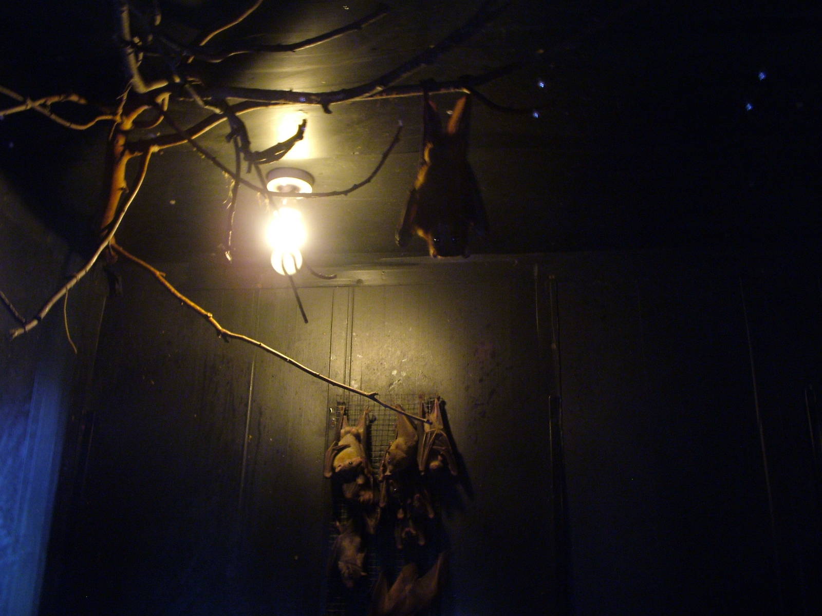 Bats at Wingham WP, 31/07/10