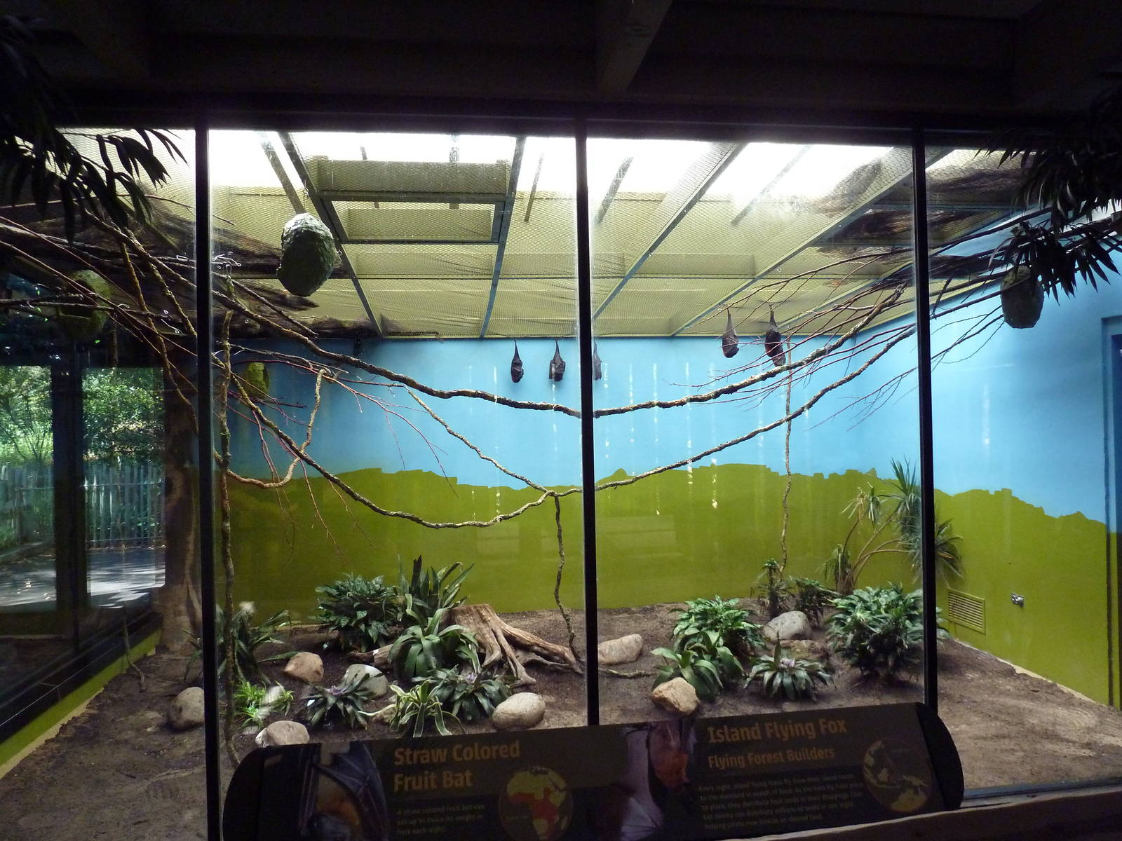 Bats Exhibit