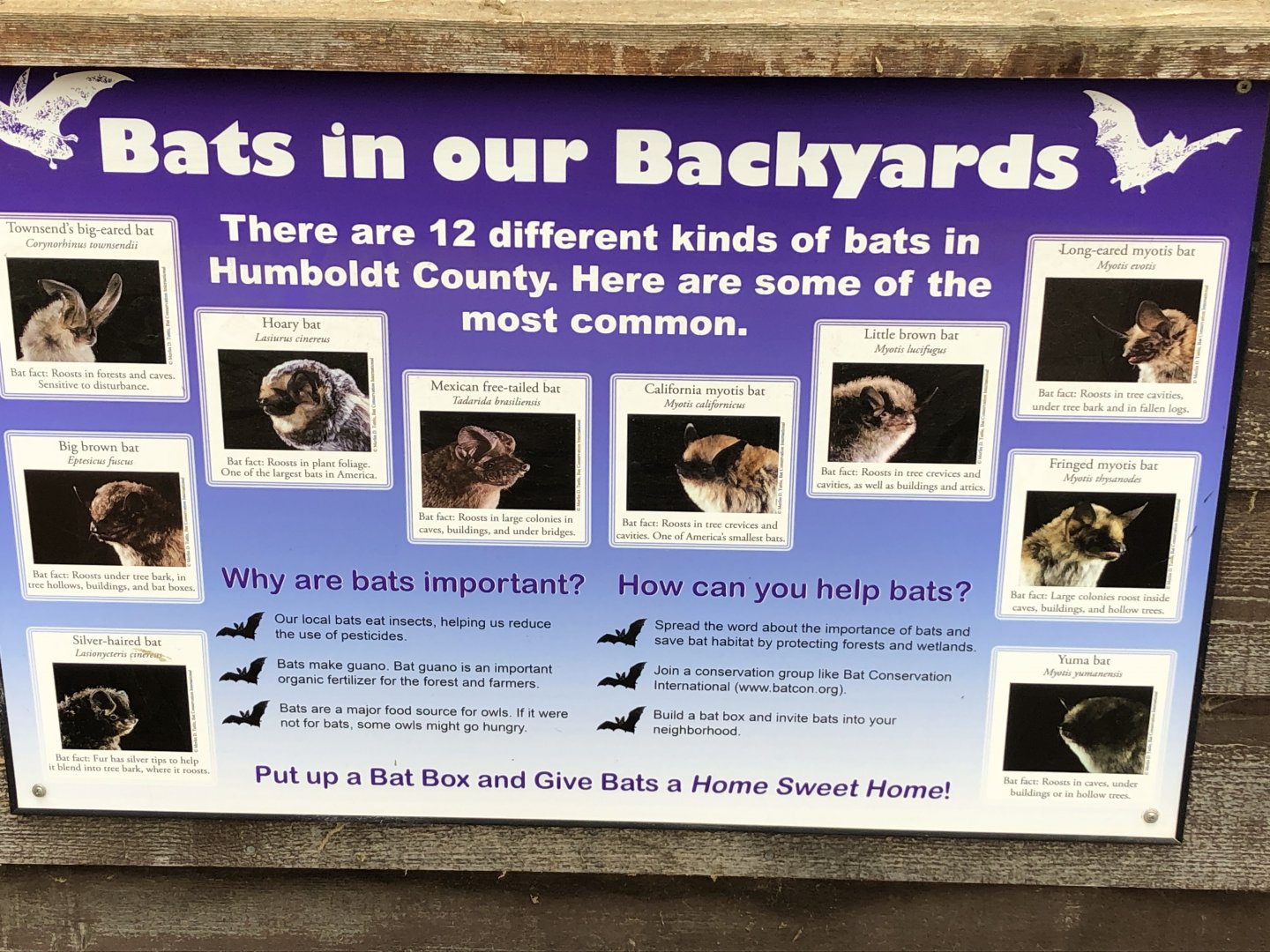 "Bats in our Backyard" signage