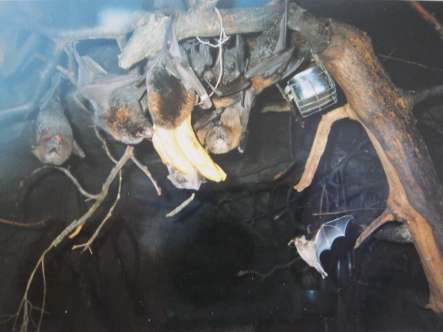 Bats in the Clore 6/10/99.