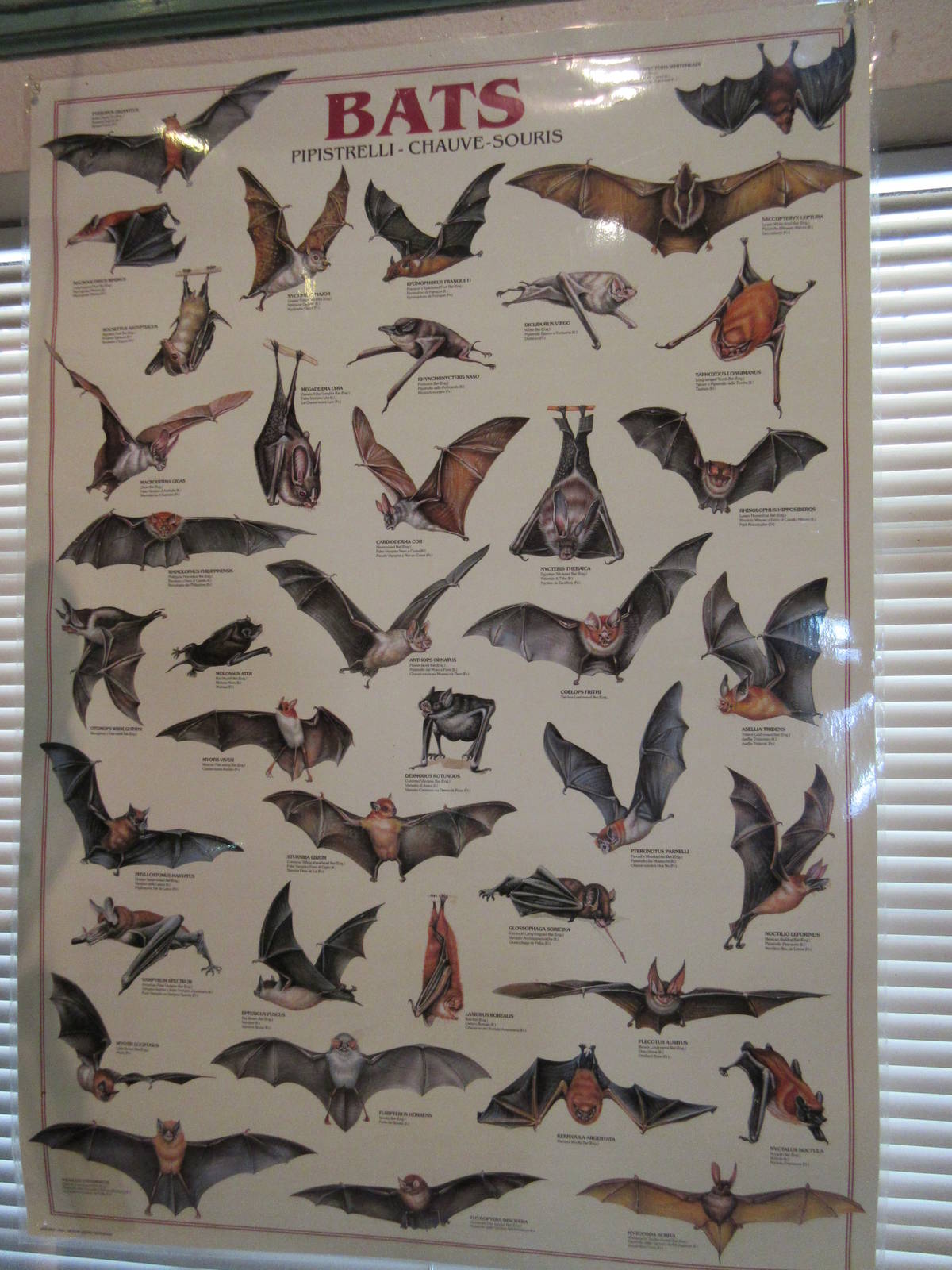 Bats Poster