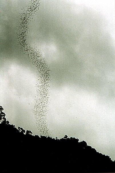 Bats take flight - Mulu N.P. (Borneo)