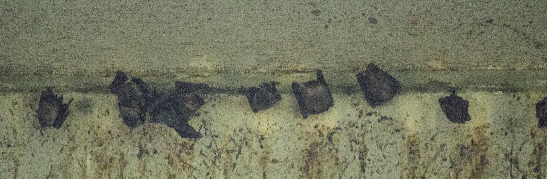 Bats under PIE flyover - ID?