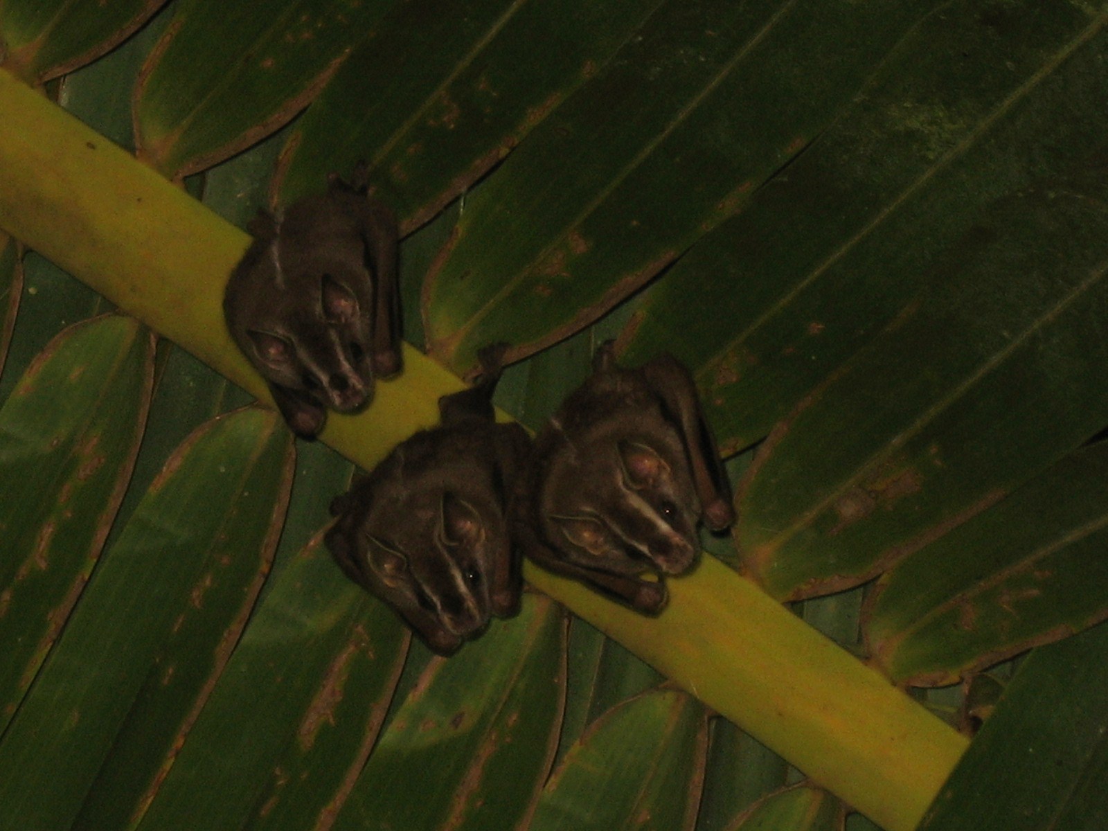 Bats? What species?