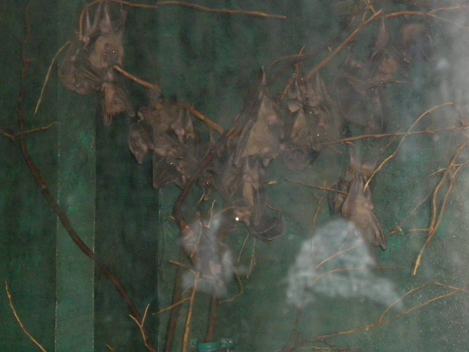 Bats