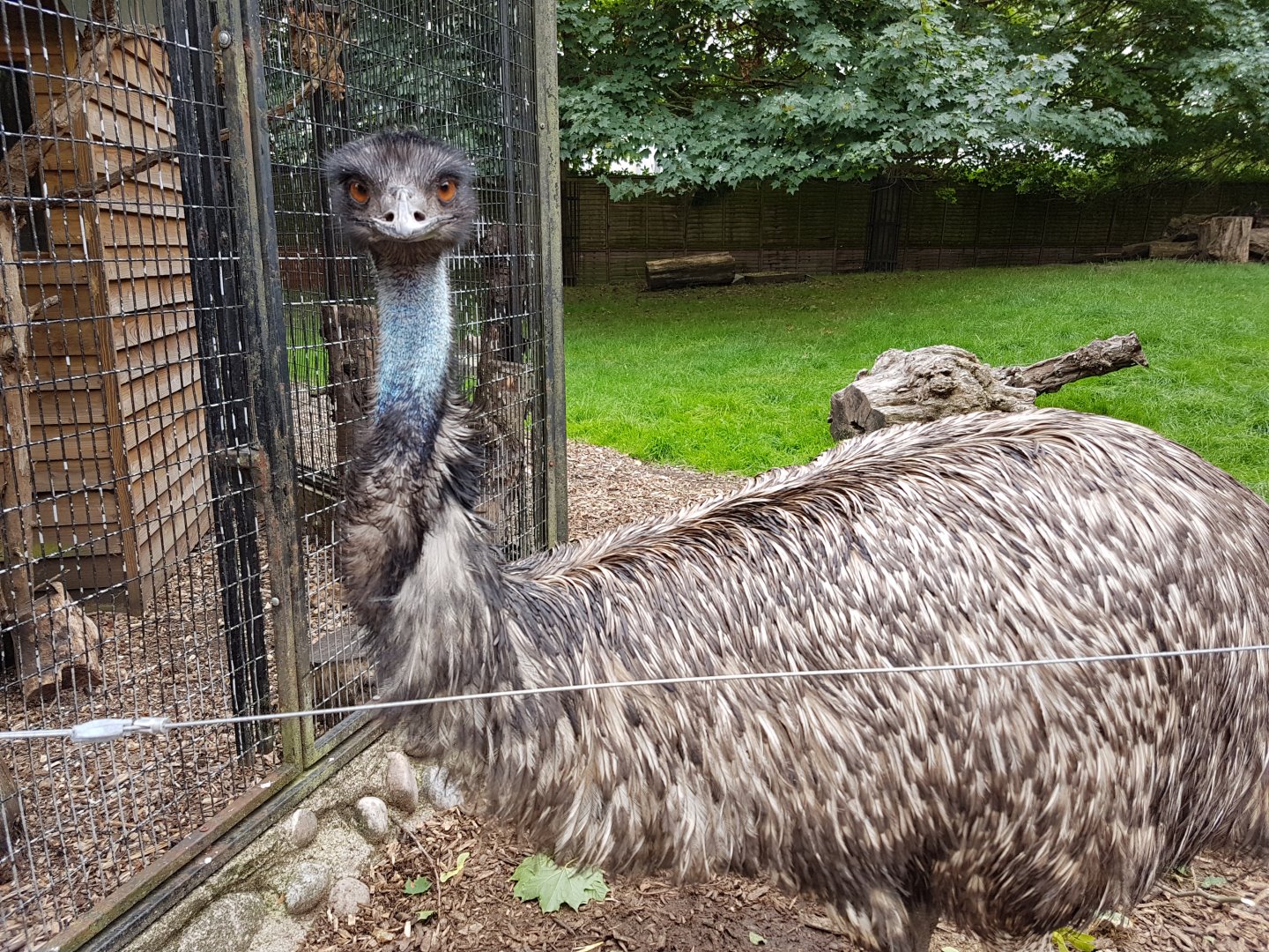 battersea park children zoo - emu