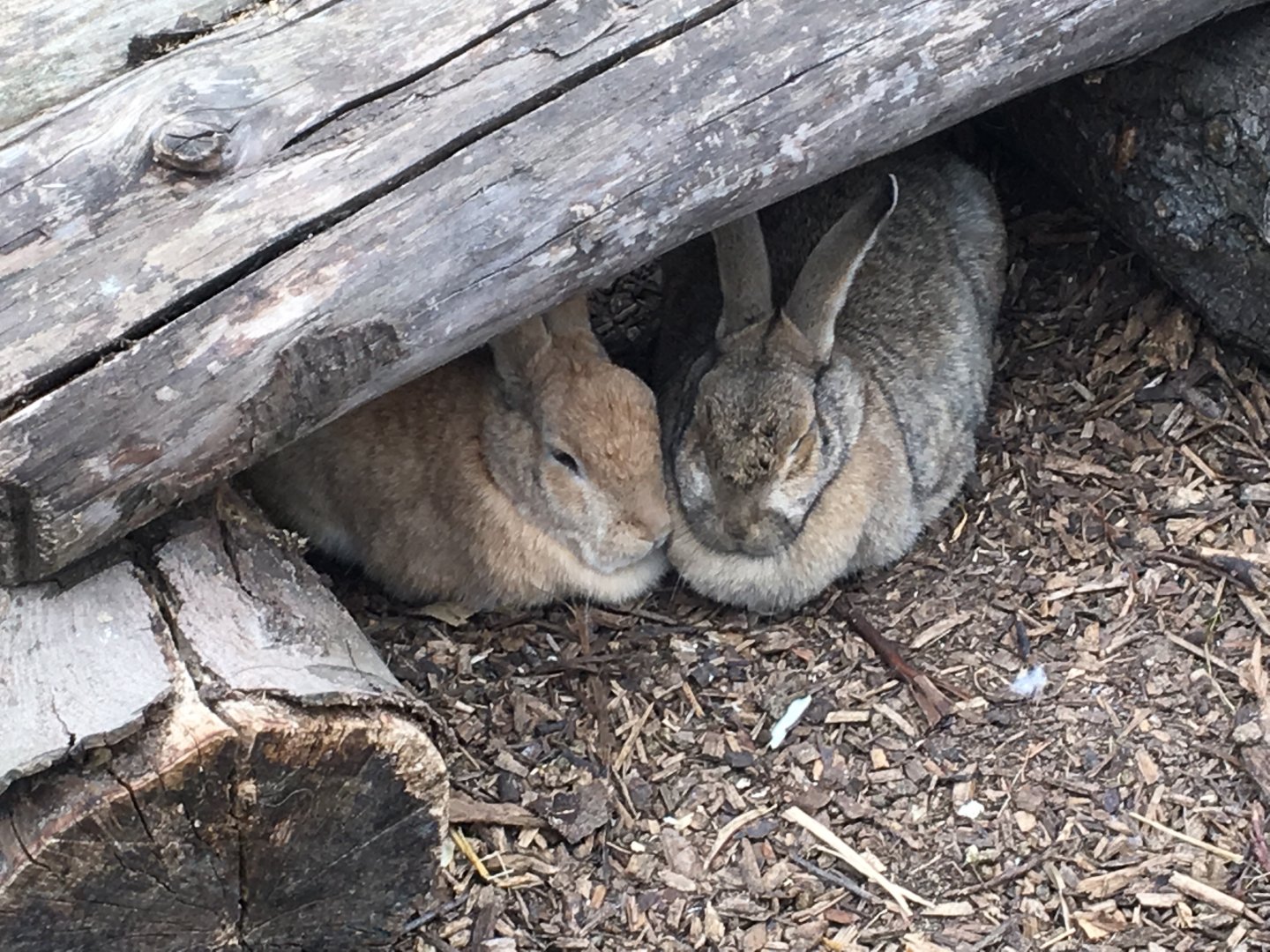 Battersea Park Zoo - Rabbits 14/04/17