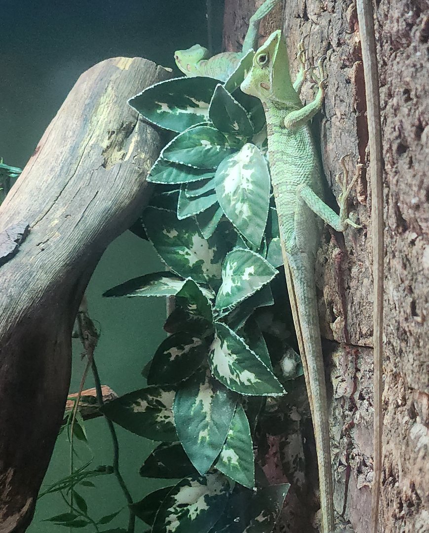 Battersea Zoo - Eastern Casquehead Lizard