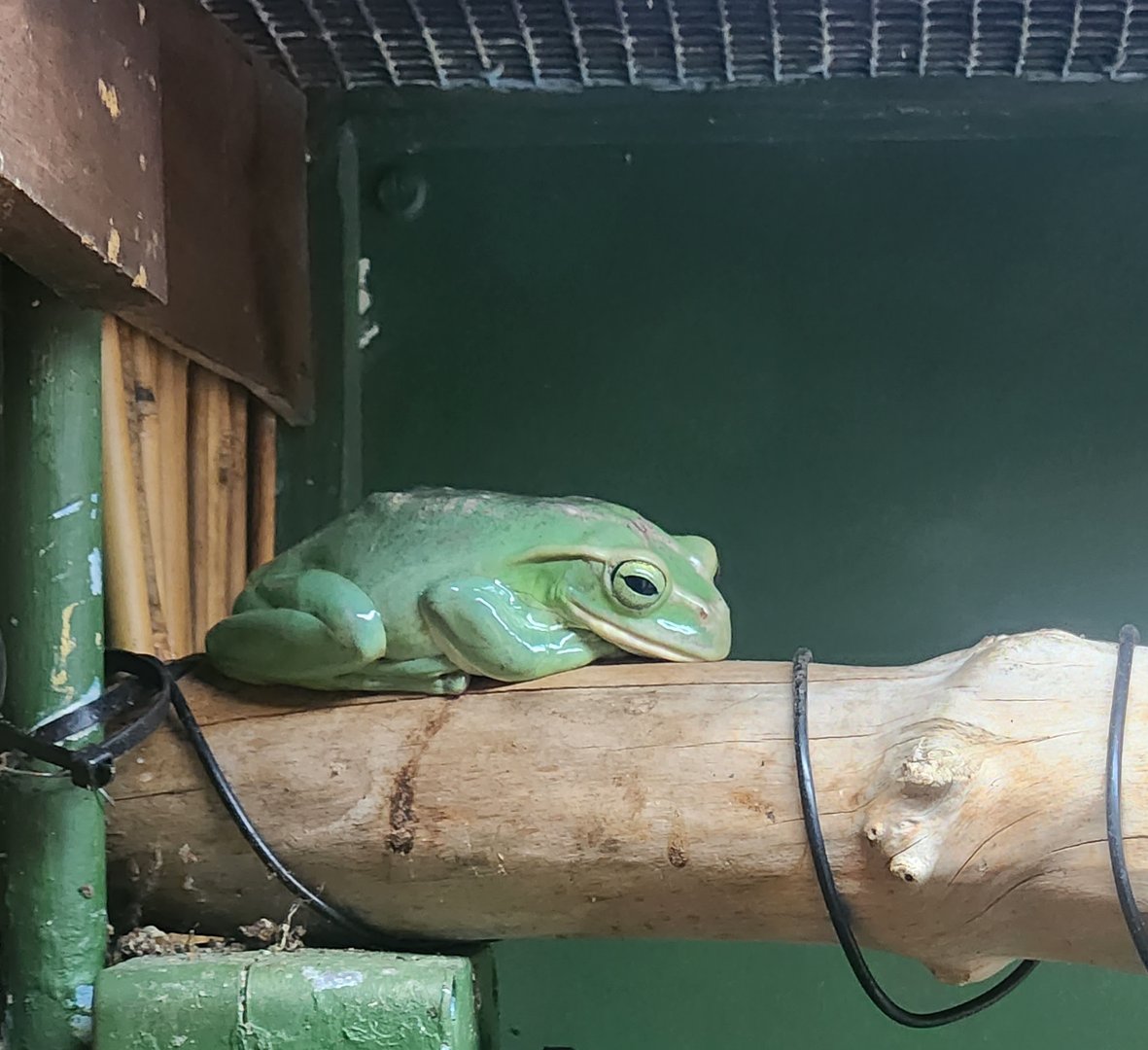 Battersea Zoo - Fea's Tree Frog