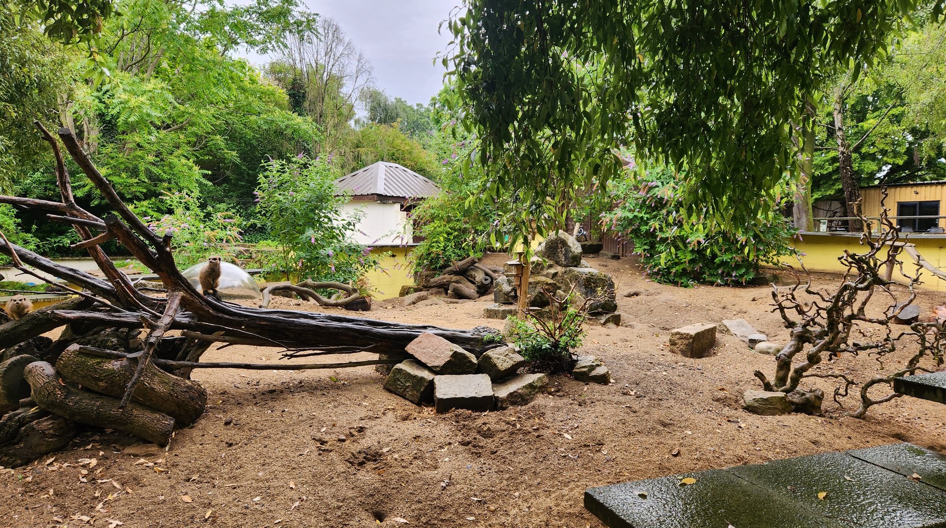 Battersea Zoo - Meerkat exhibit