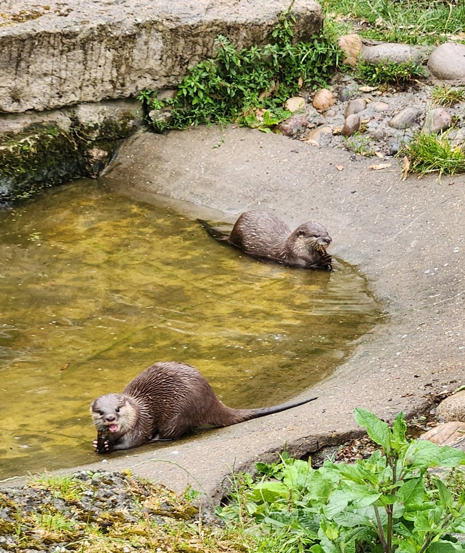 Battersea Zoo - Oriental Small-clawed Otters