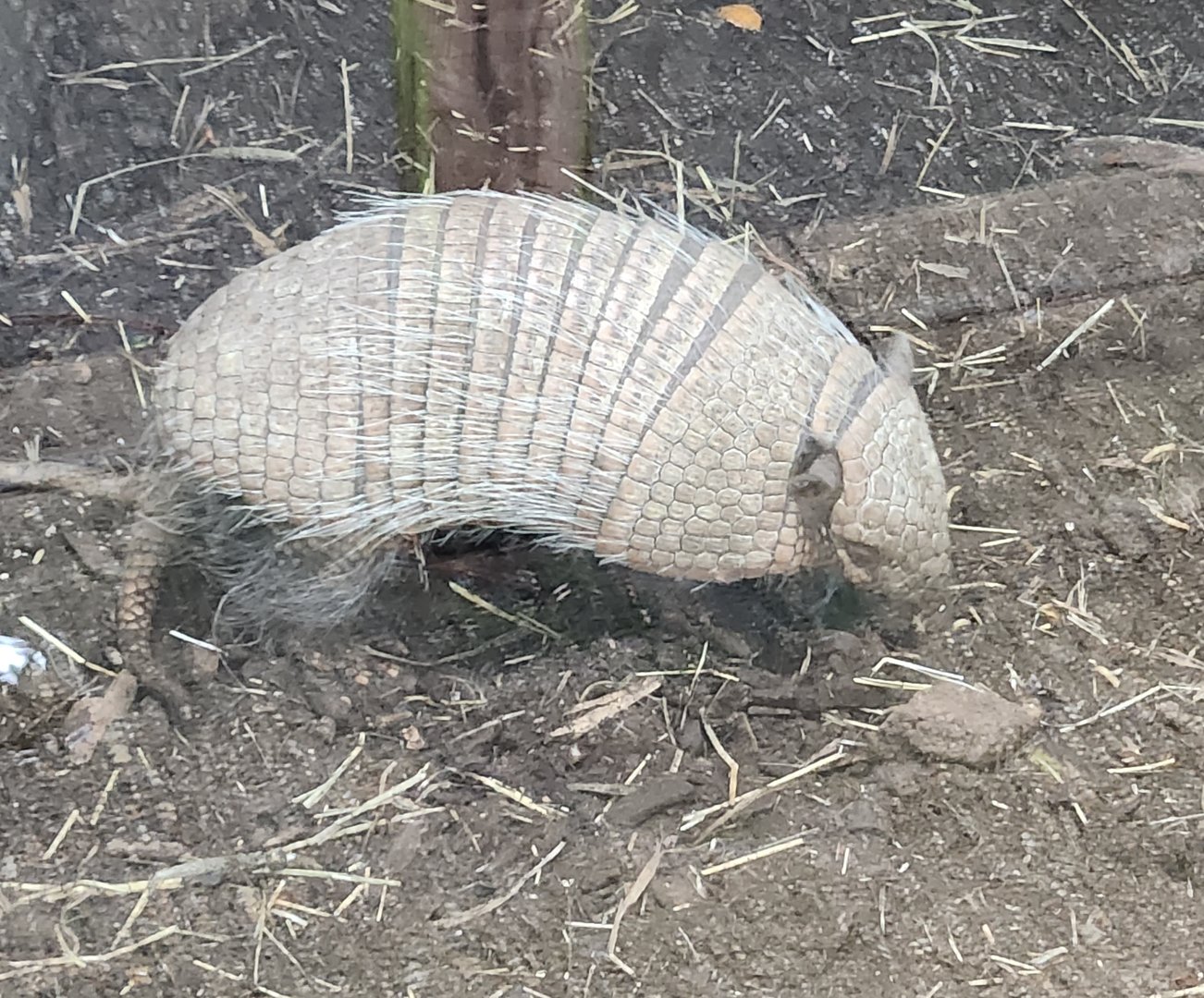 Battersea Zoo - Six-banded Armadillo