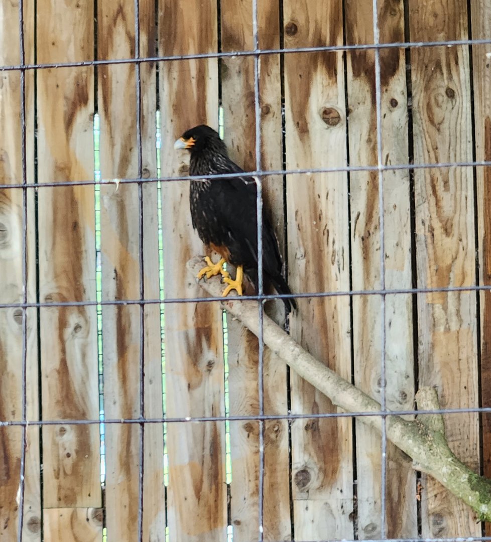 Battersea Zoo - Striated Caracara