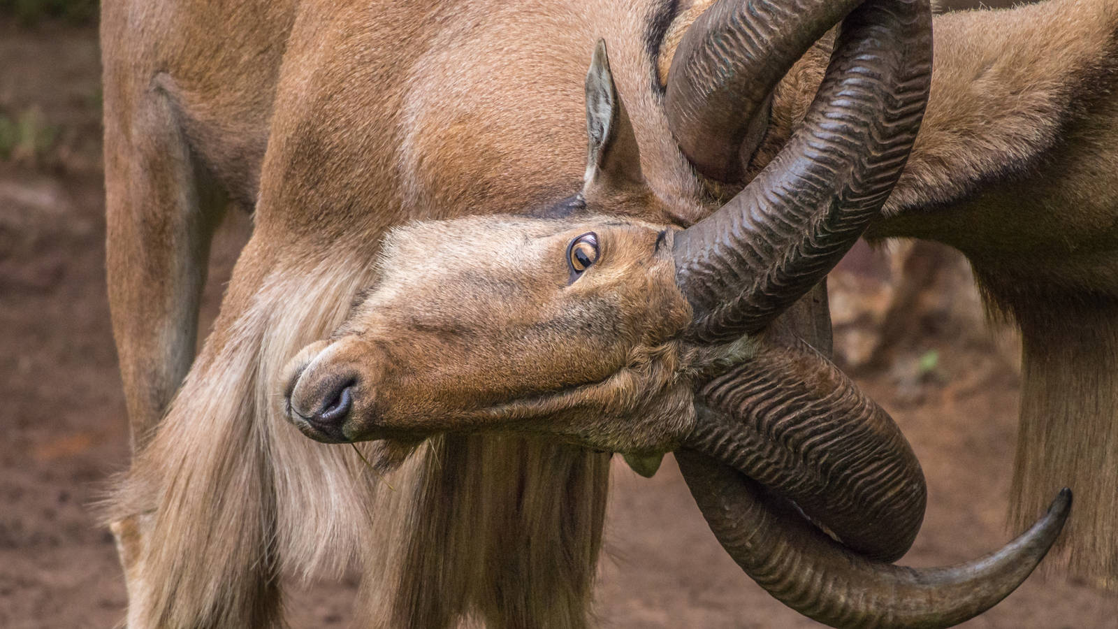 Battle of the Barbary Sheep