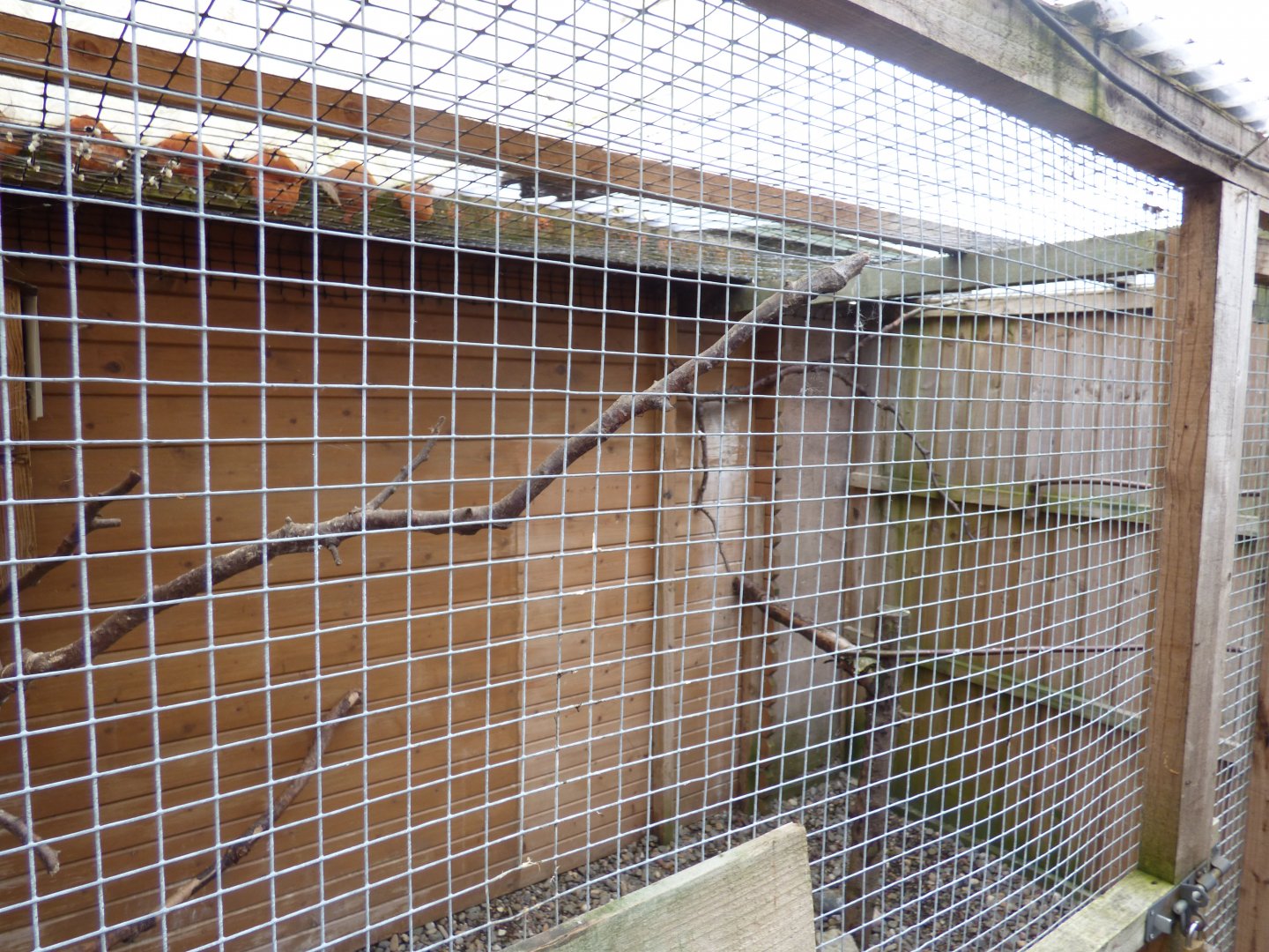 Battlefield Falconary Centre- Burrowing Owl Aviary