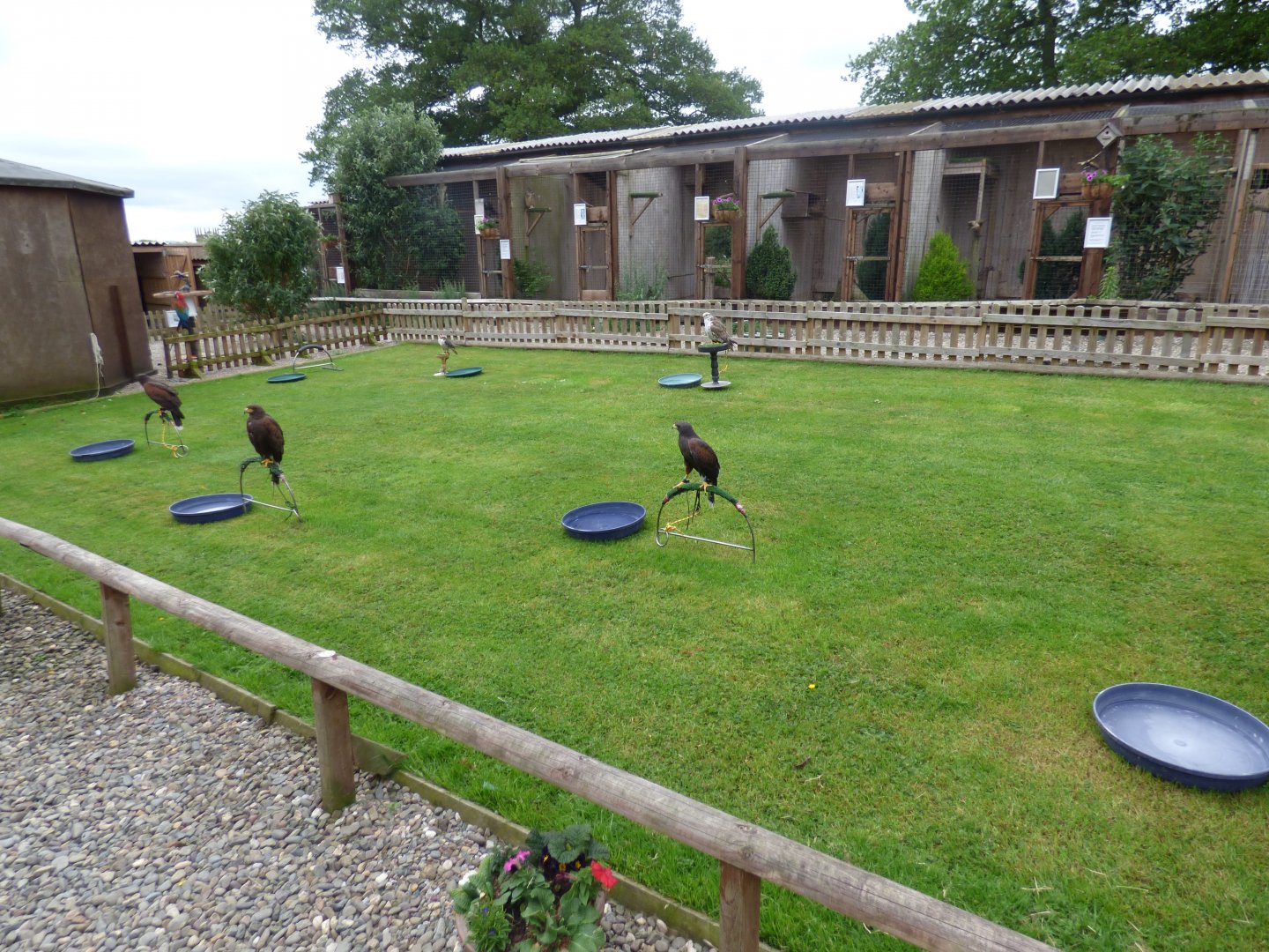 Battlefield Falconary Centre- Display Lawn
