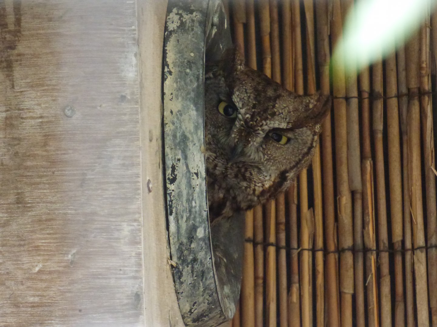 Battlefield Falconary Centre- Western Screech Owl