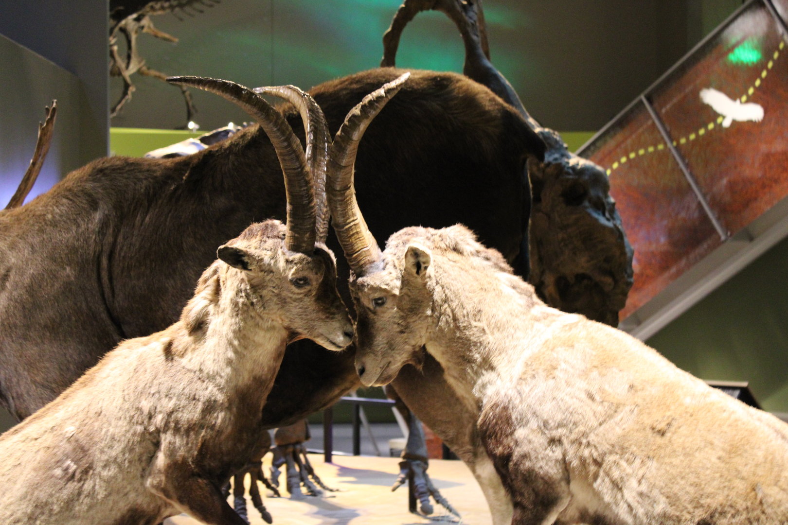 Battling Iberian Ibex (Capra pyrenaica)