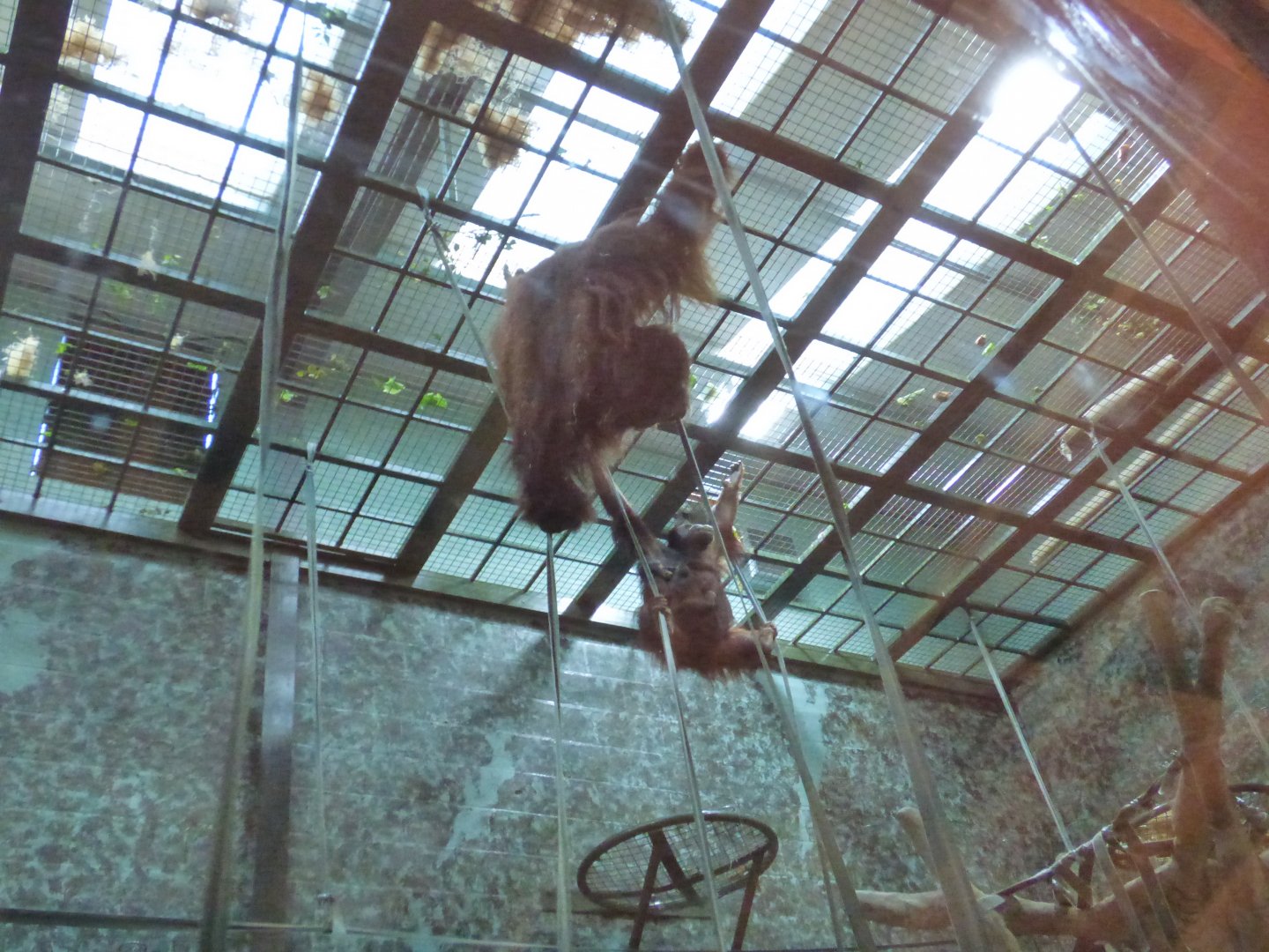 Batu, Maliku and Basuki eating high up