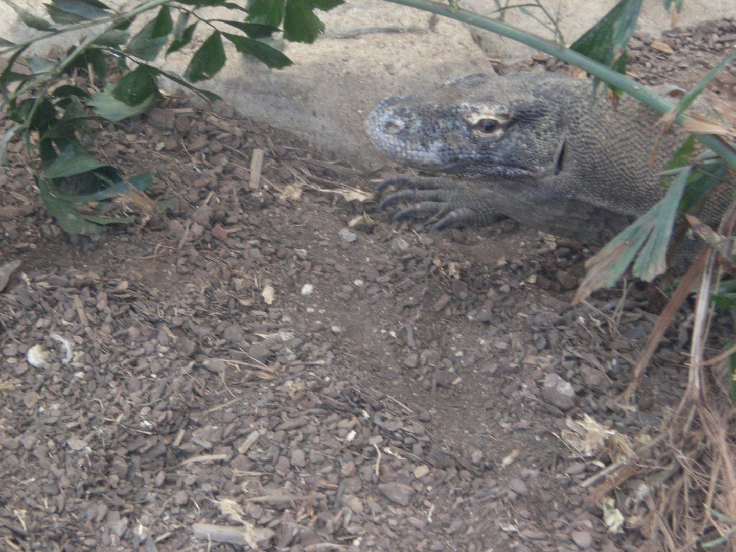 Batu the Komodo Dragon 110423