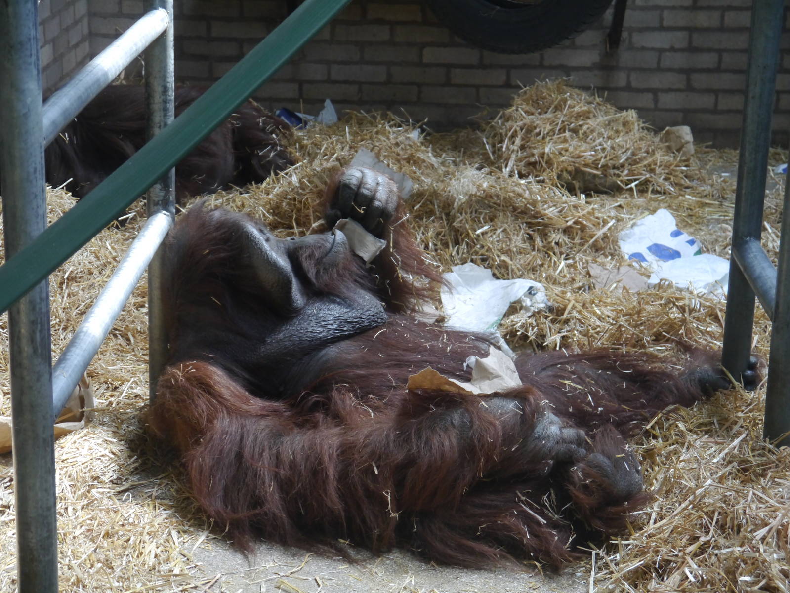 Batu the Orangutan - 28/4/2013