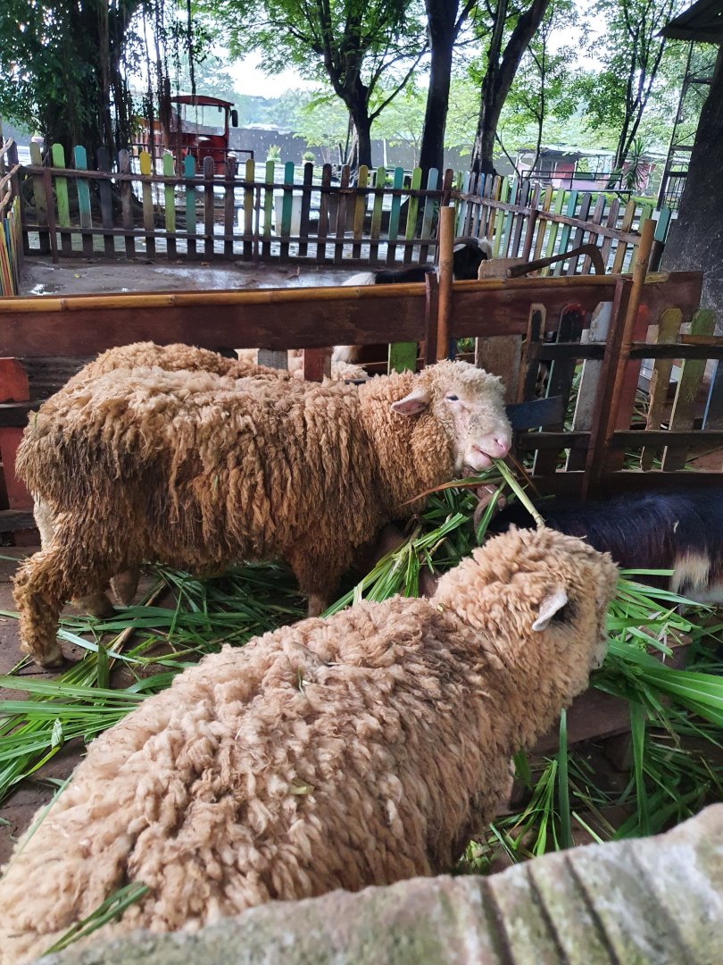 Batur Sheep (Ovis aries) - Taru Jurug Zoo
